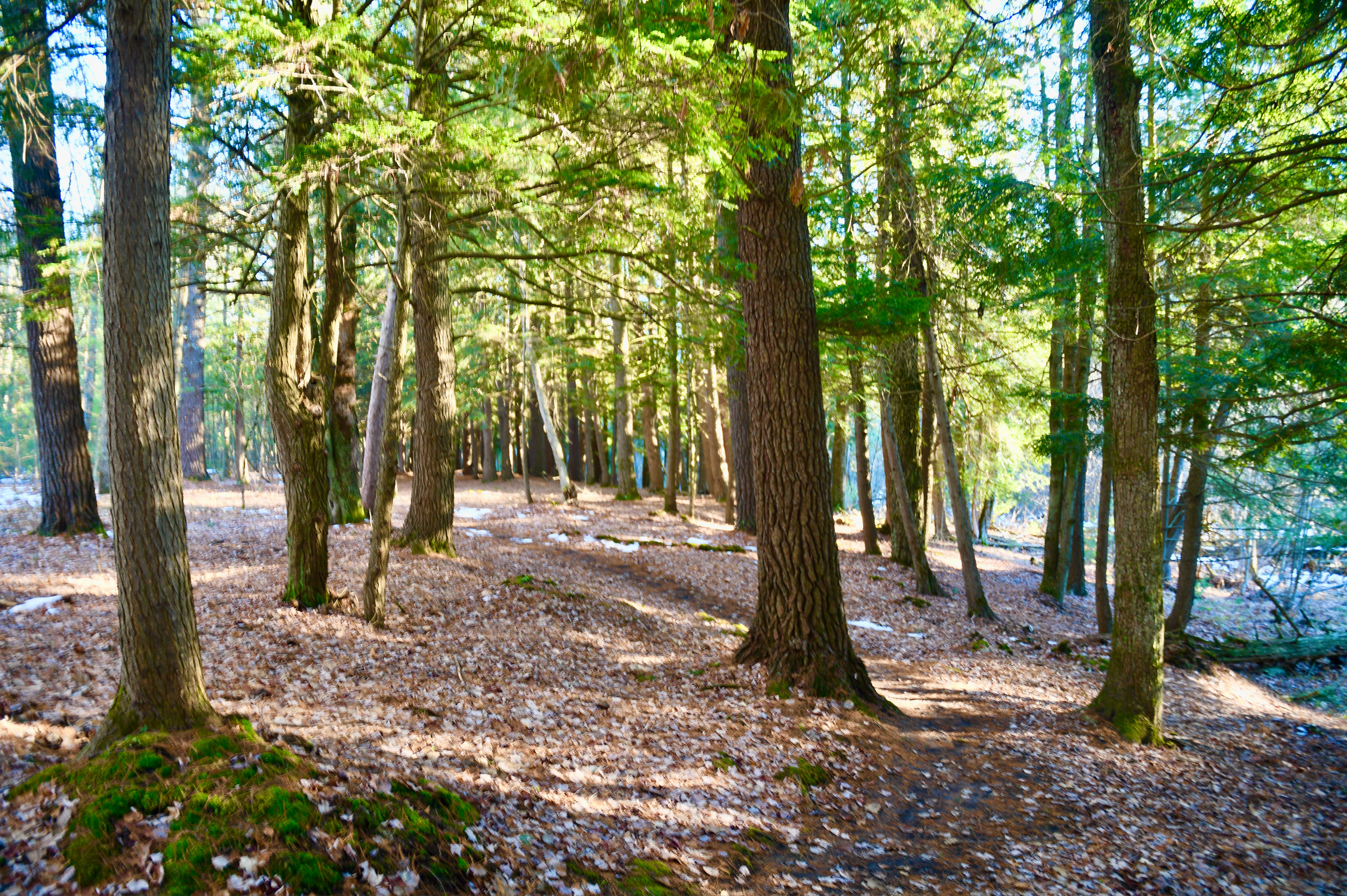 Wellston Arboretum Trail